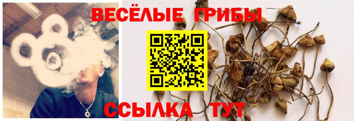 Псилоцибиновые грибы GOLDEN TEACHER Михайловка
